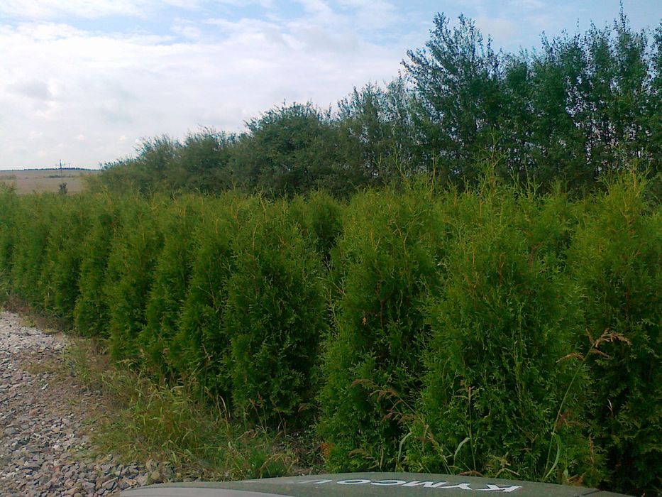 Thuja Brabant 180-200 cm