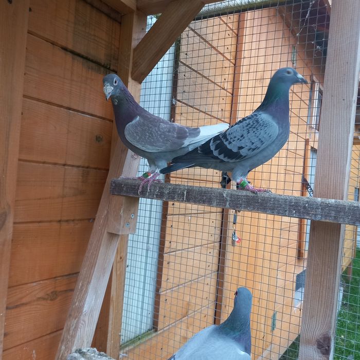 Golebie pocztowe po lotach