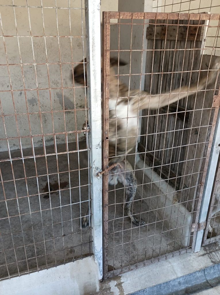 Cães de caça ao javali