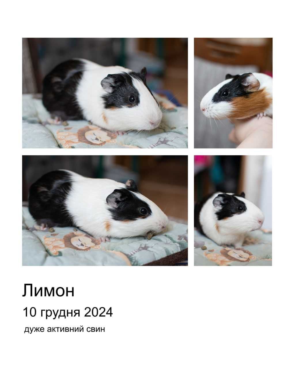 Віддаю морських свинок (два хлопчики) бажано разом