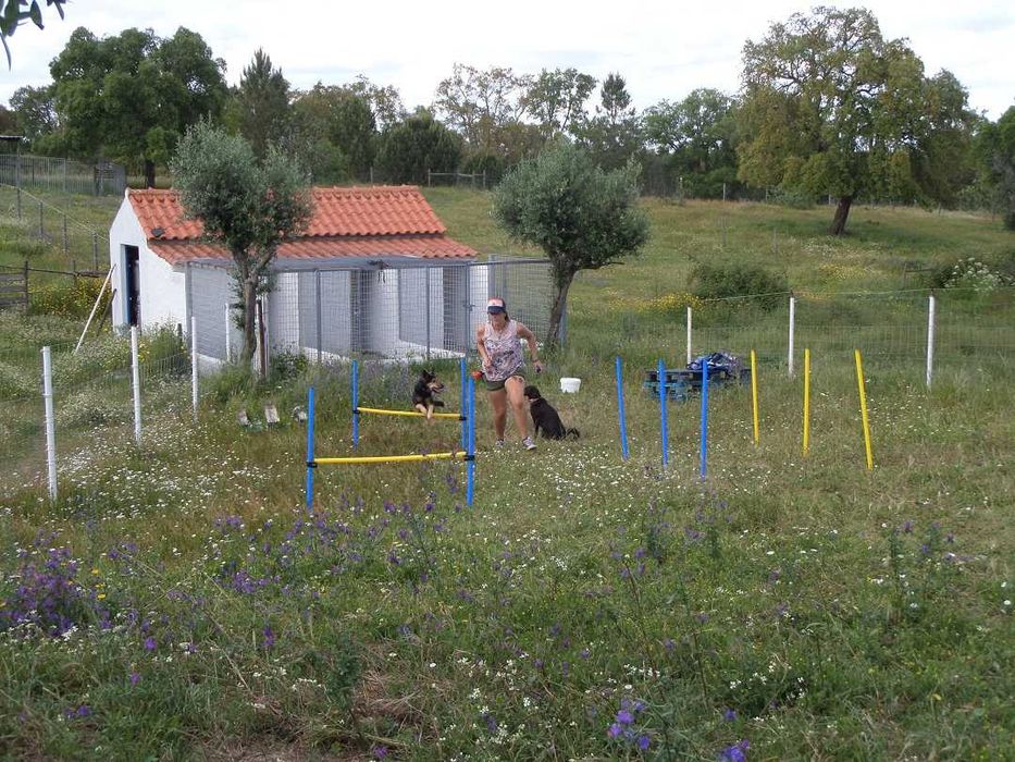 Mini Hotel pelo seu cão na Natureza