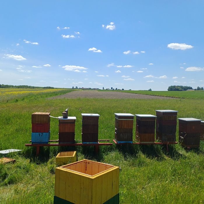 Miod pszczeli naturalny