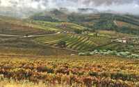 Quinta região Demarcada do Douro - Fermestes, Vilar de Maçada, Alijó