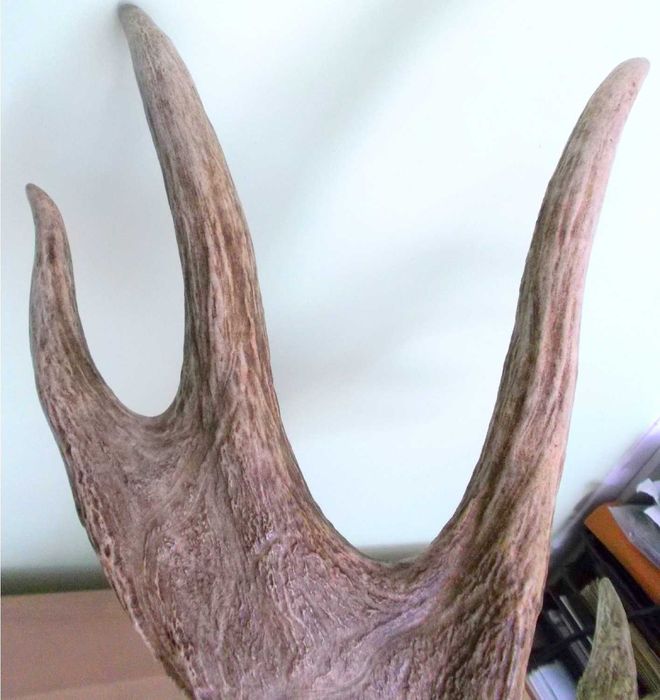 ŁOŚ Zrzut Poroże Rosocha Róg Rogi Trofeum Łopata Dekor Łosia
