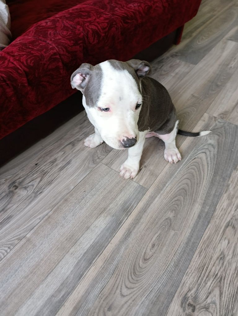 Chłopczyk american staffordshire terrier Amstaff