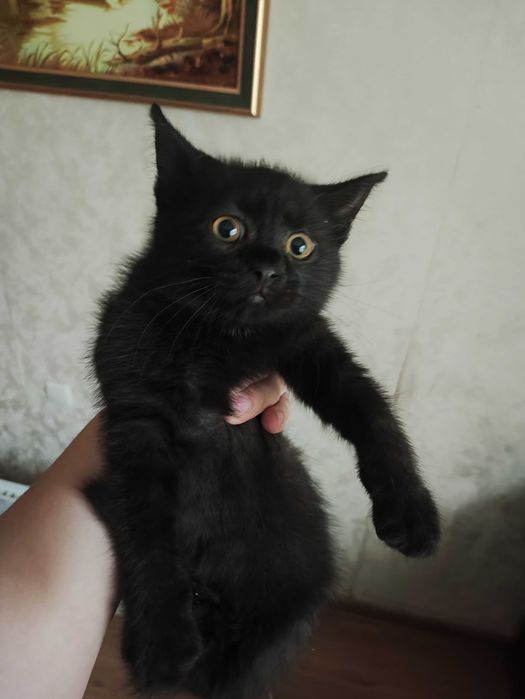 Киця в добрі руки