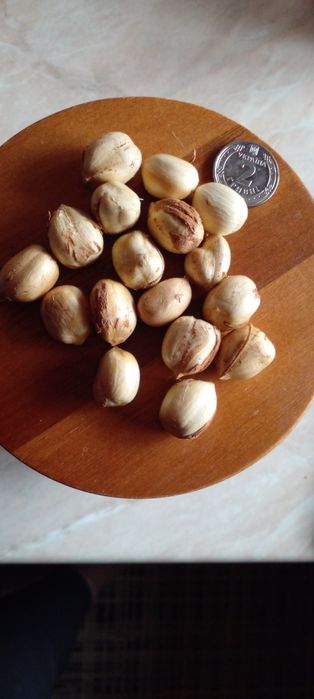 Горіх фундука урожай 2025р