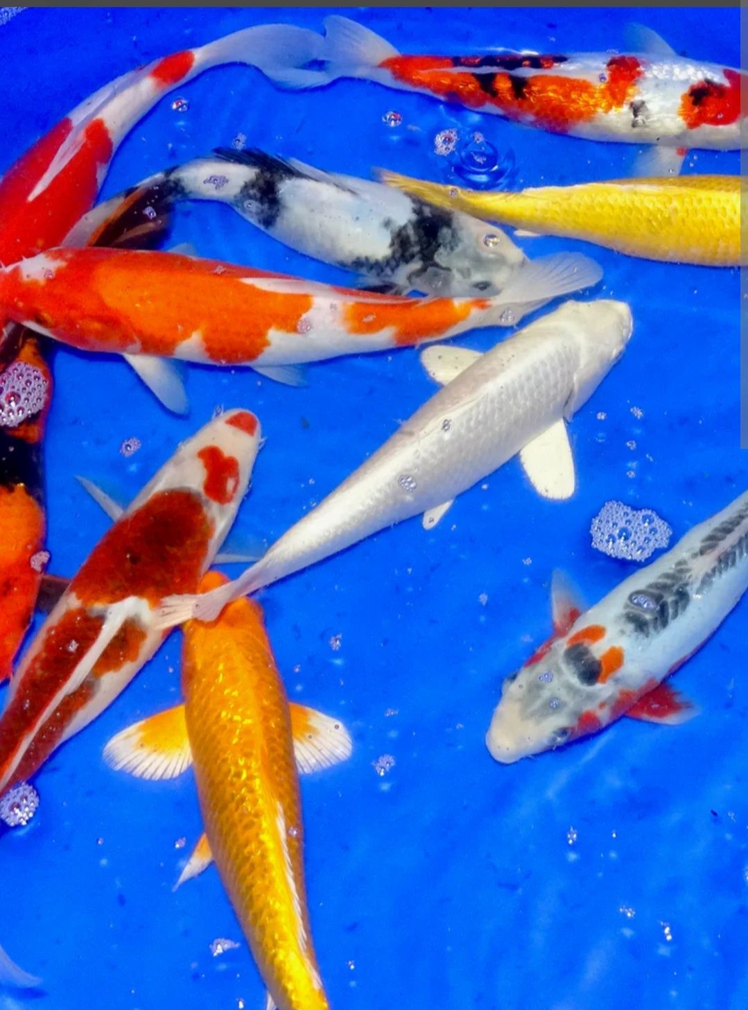 Karp , amur , jesiotr , tołpyga , ryby do stawu ,karaś