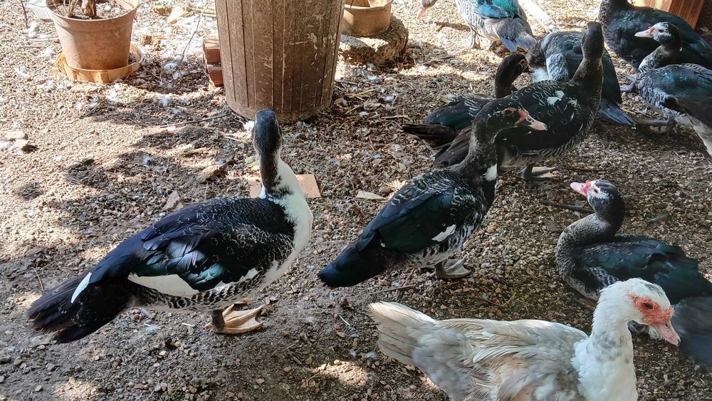 Patos Mudos jovens-adultos