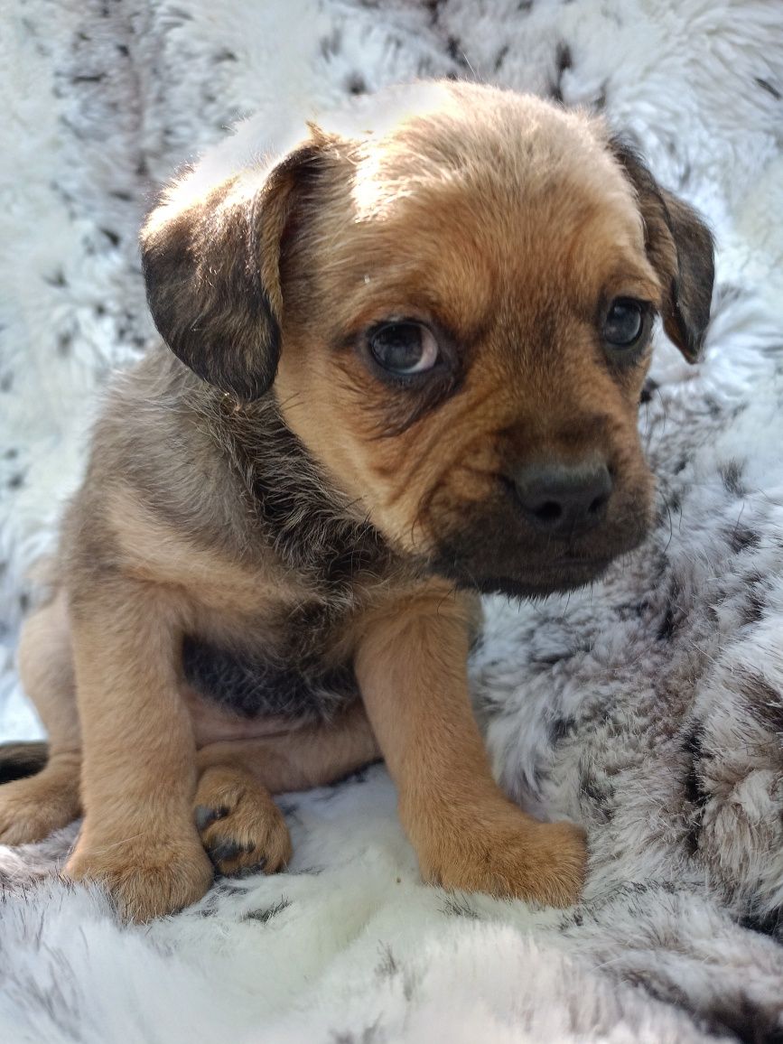 SUCZKA Mops + Chihuahua, cudowny charakter