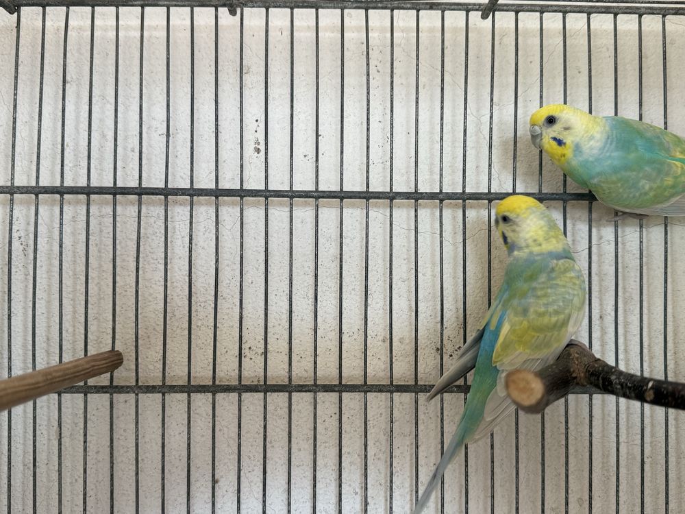 Casal Periquitos Arco Íris