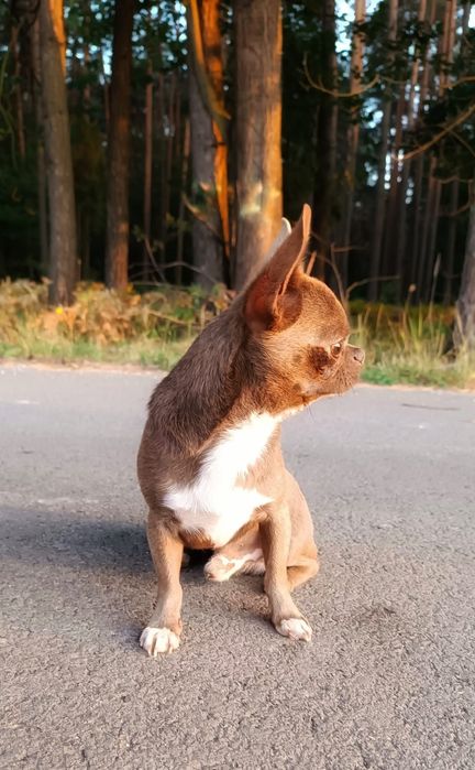 Pies Chihuahua niebieski dorosły