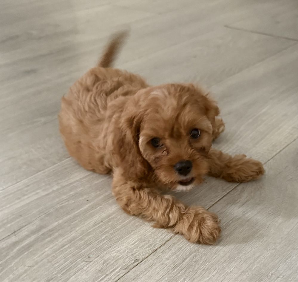 Cavapoo szczeniak f1