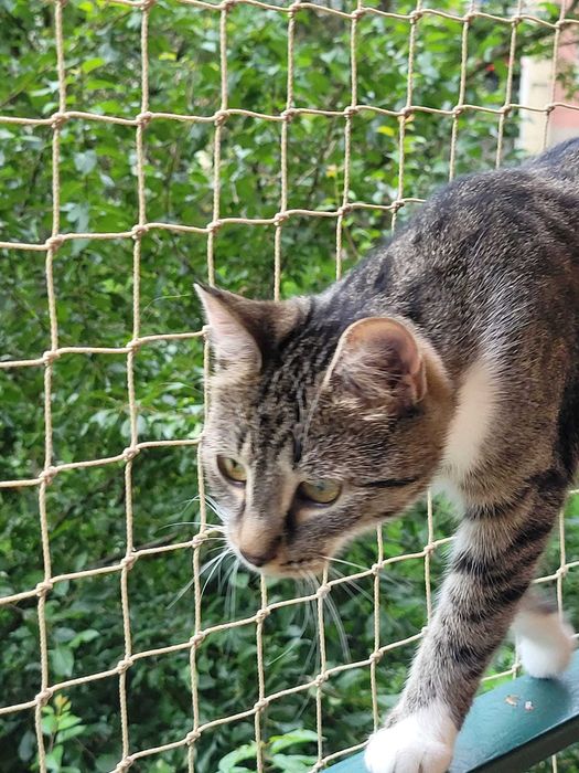 Kotka Osinka po urazie kręgosłupa szuka troskliwego domu.