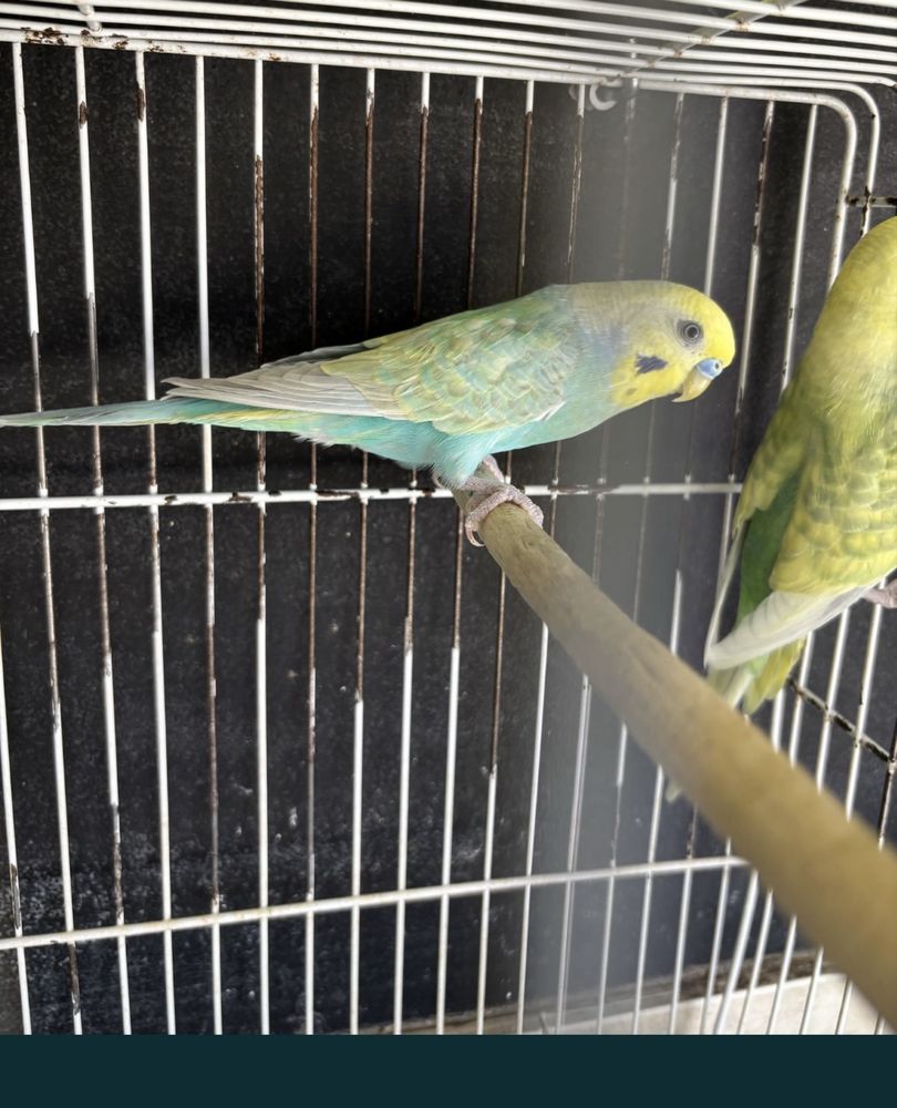 Vendo varias aves