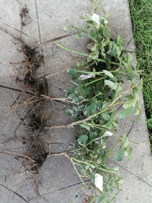 Саджанці кореневласних роз троянд англійських чайно гібридні спреї