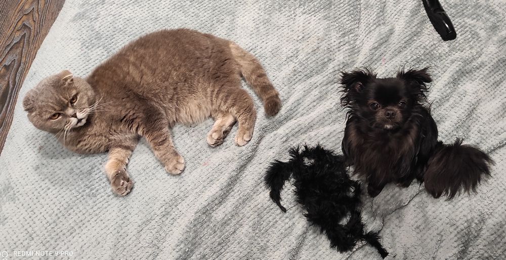 Мини Чихуахуа для вязки ищет даму сердца!