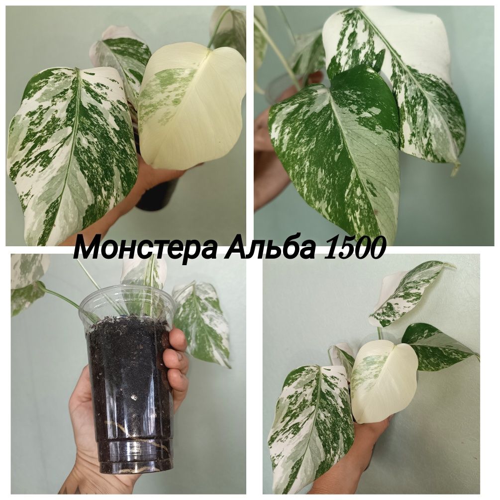 Монстера Альба, Варієгатна