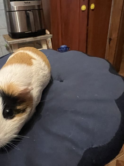 Морська свинка