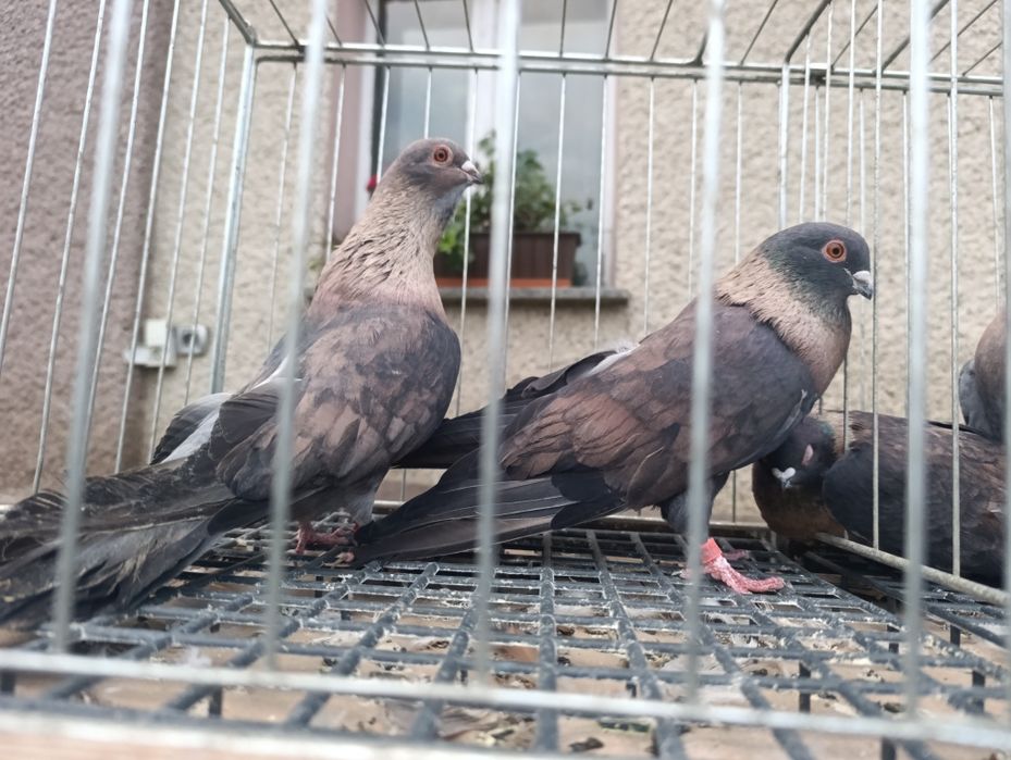 Swift, swifty, gołębie ozdobne, wysyłam