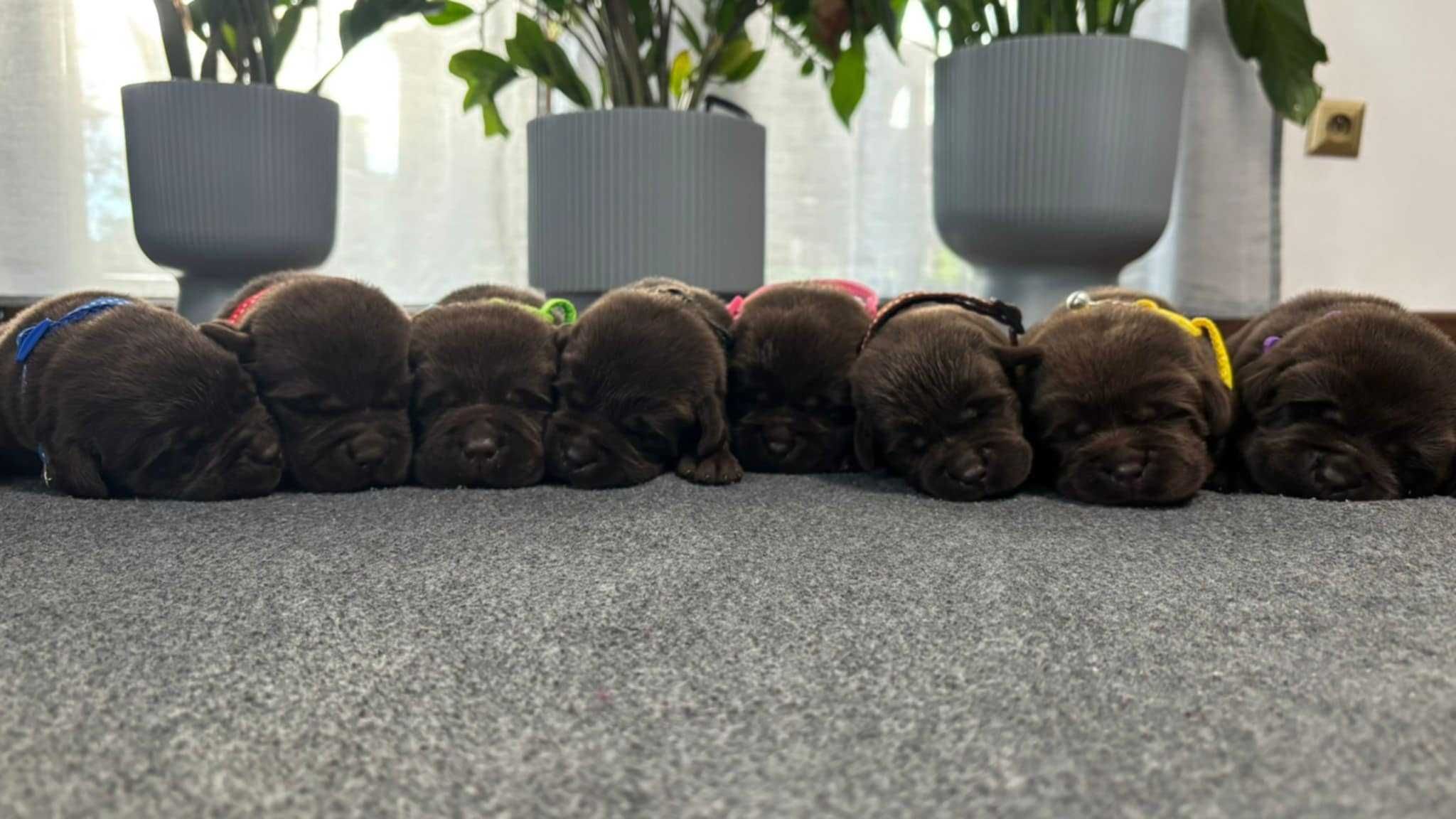 Piesek Labrador Retriever wybitne pochodzenie