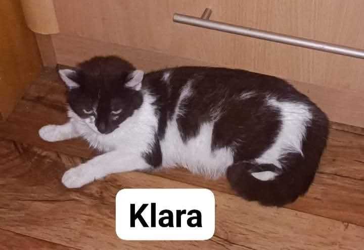 kotki  do adopcji, oswojone, zdrowe