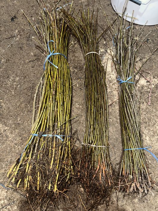 Підщепа ММ106,М9 т337,дичка груші,Айва Ва29,Айва СідоS1