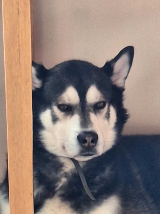 Oddam psa rasy husky
