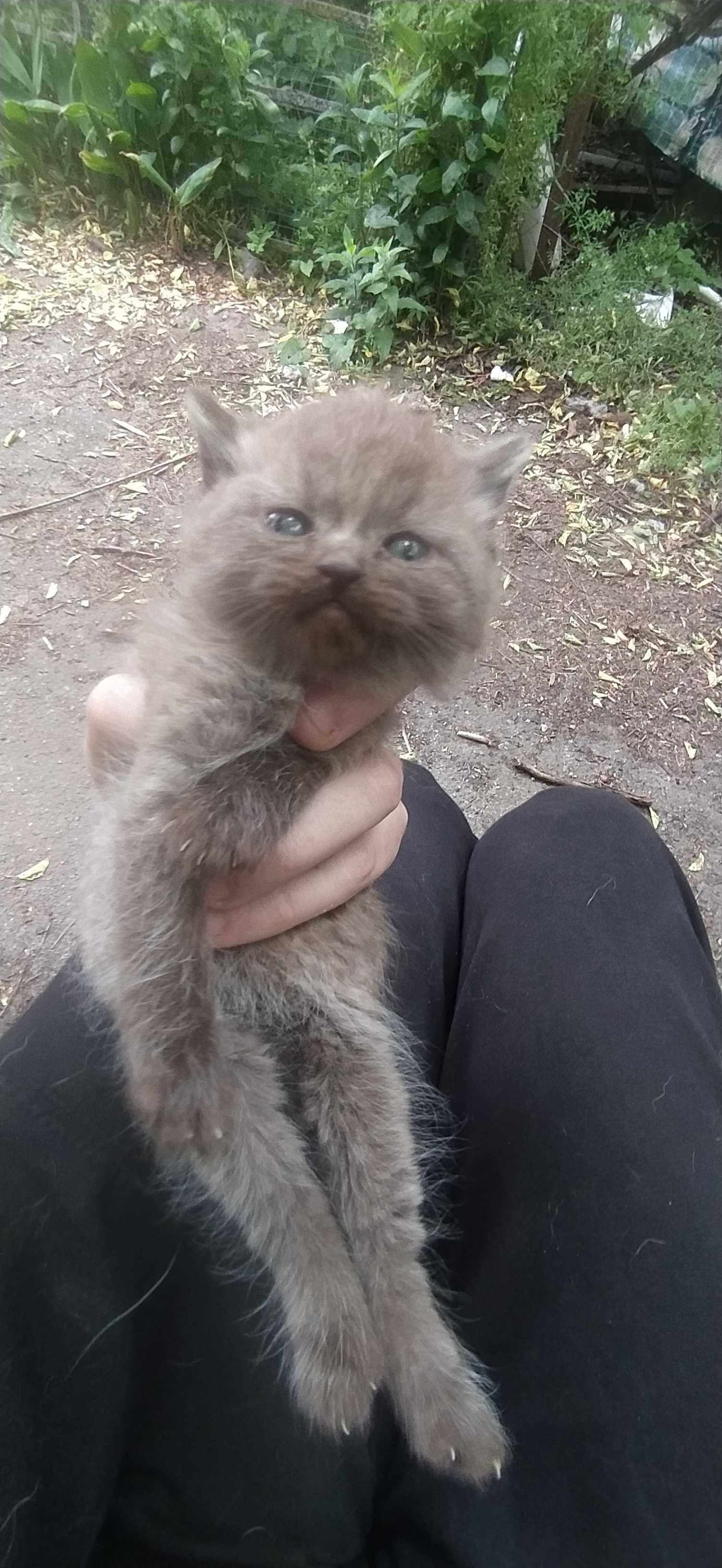 Отдам котят бесплатно