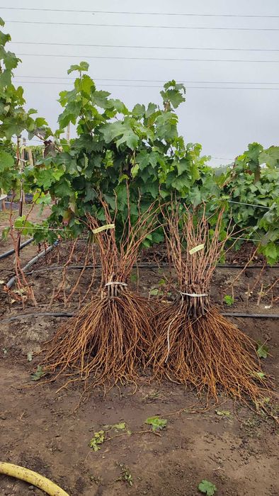 Саджанці винограду