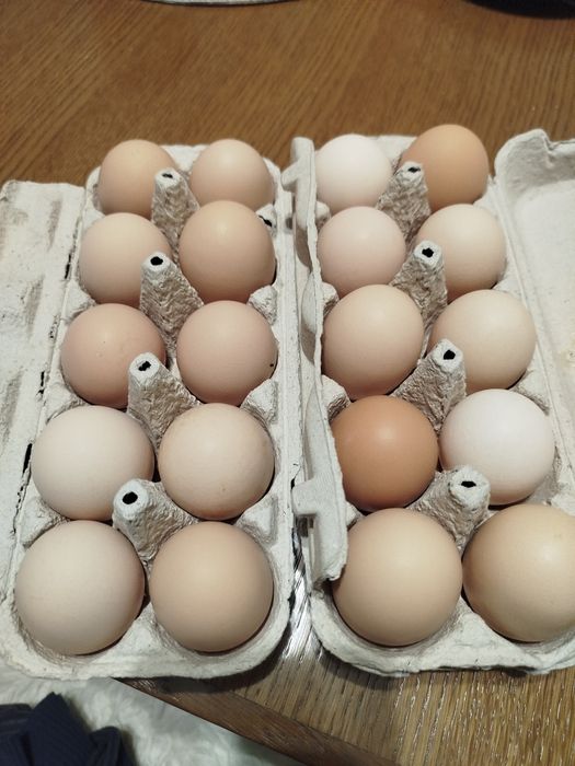 Jajka od kurek z podwórka