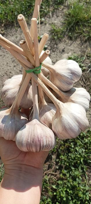 Czosnek Polski Harnaś