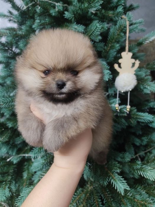 Дівчинка Міні. Крем. КСУ