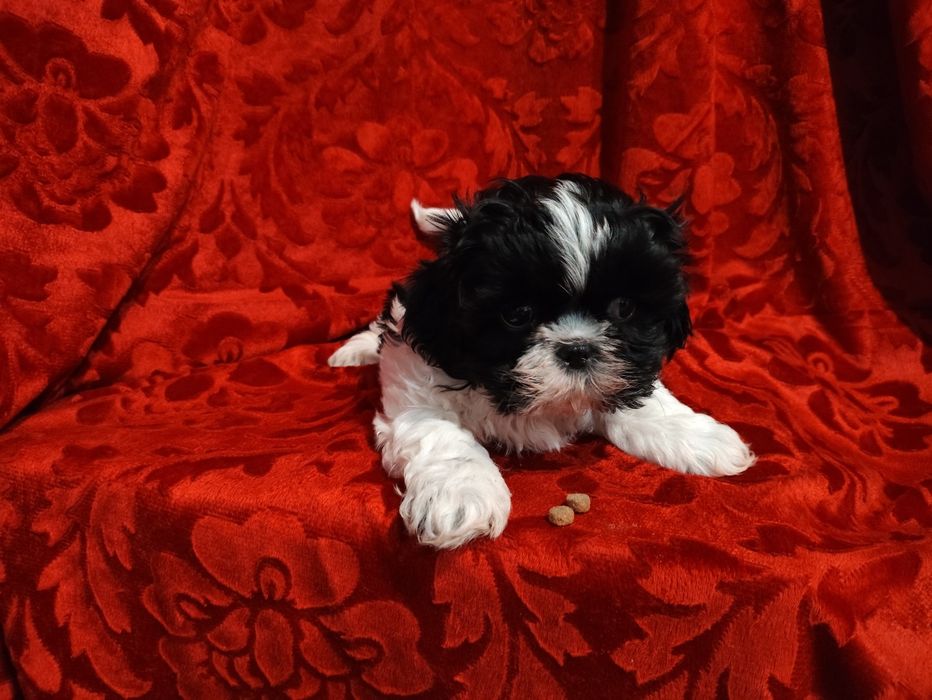 Malutki piesek Shih Tzu