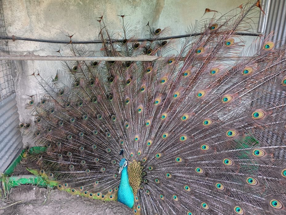 Pavões Pequenos Verdes - 10 dias