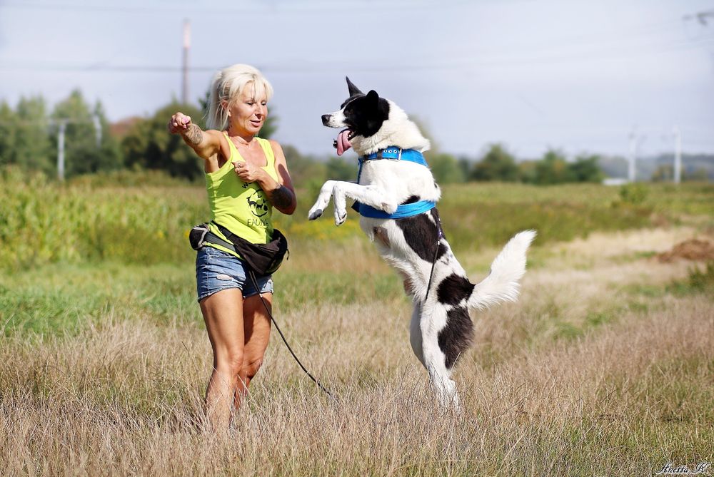 Mizu mix karelskiego psa szuka domu.