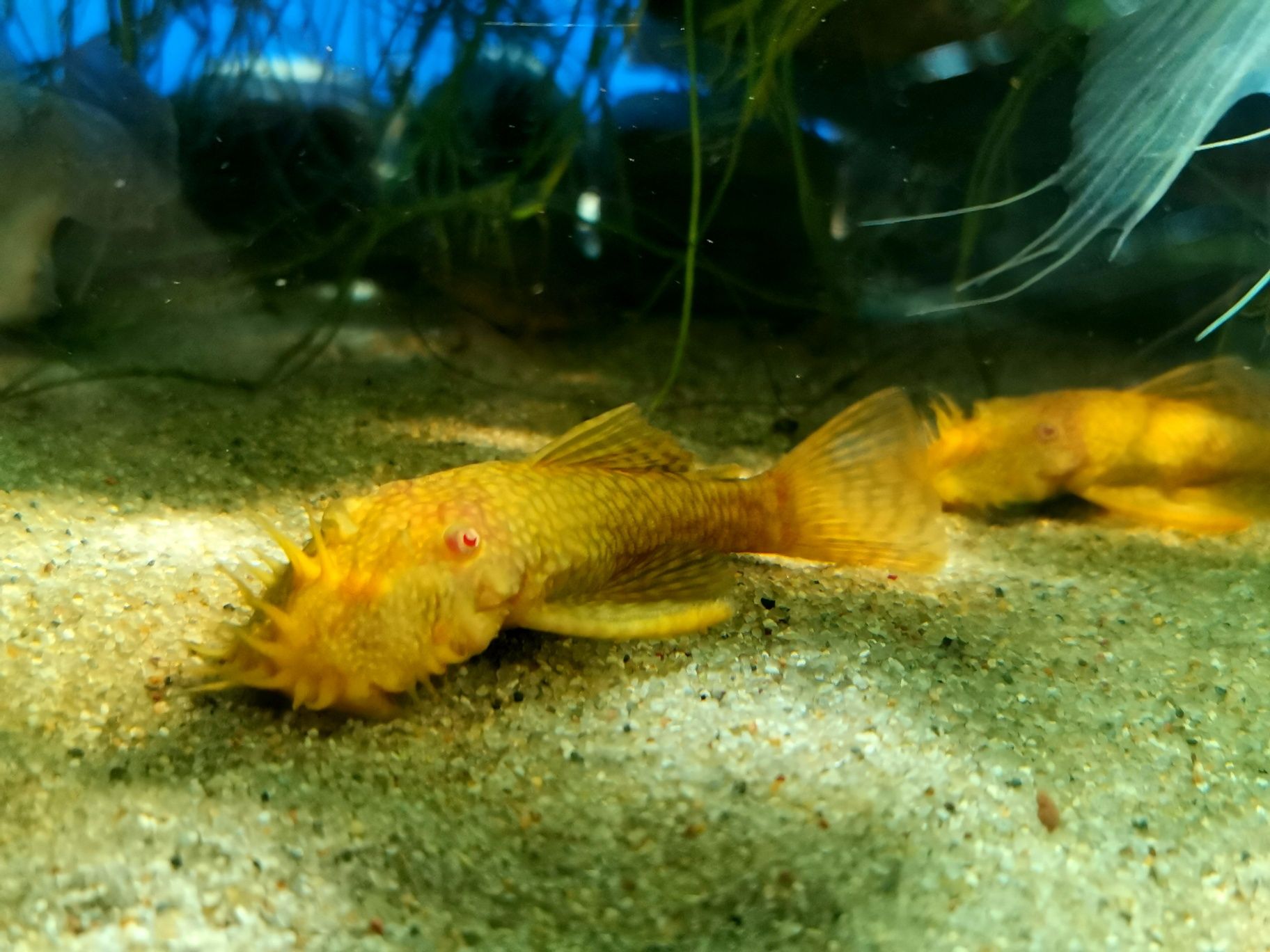 Zbrojnik Ancistrus sp. ALBINO-dorosłe samce oraz młodzież