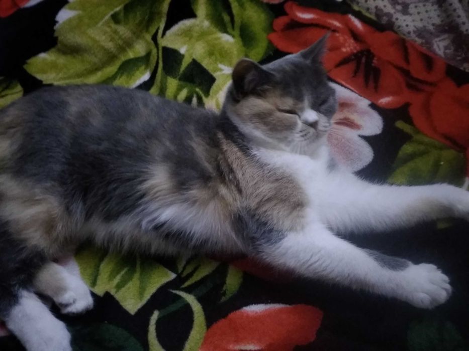 Британский котенок