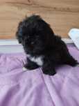 Piesek Shih Tzu z rodowodem