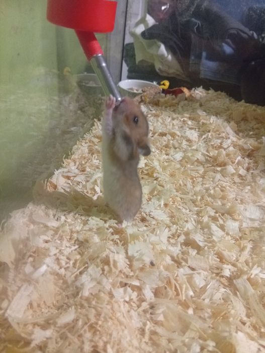 Sprzedam chomiki syryjskie zostały 2 sztuki