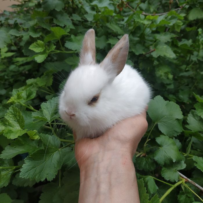 Львиноголовый миникролик породистые крольчата купить в Харькове кролик