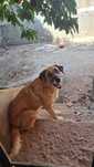 Cão de raça Castro Laboreiro