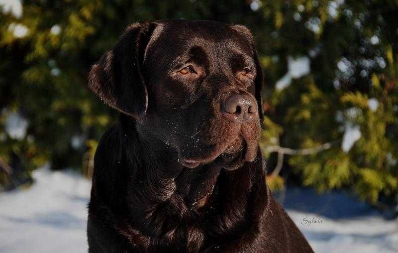 Labrador Retriever szczenie z rodowodem ZKwP, FCI Badania Genetyczne