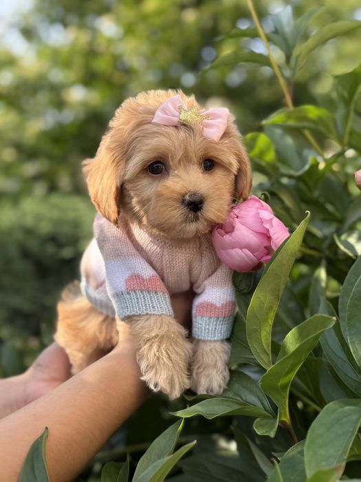 Цуценятка мальтипу