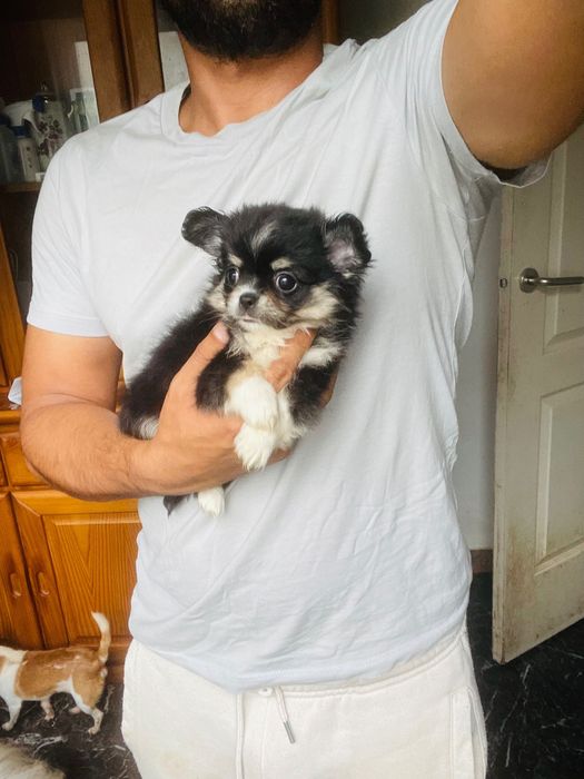 chihuahua macho  de  pelo longo