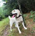 Wesoły labrador Aslan szuka domu. Za darmo