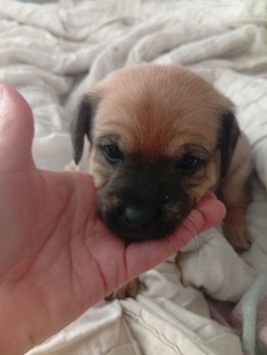 Piesek szczeniak oddam