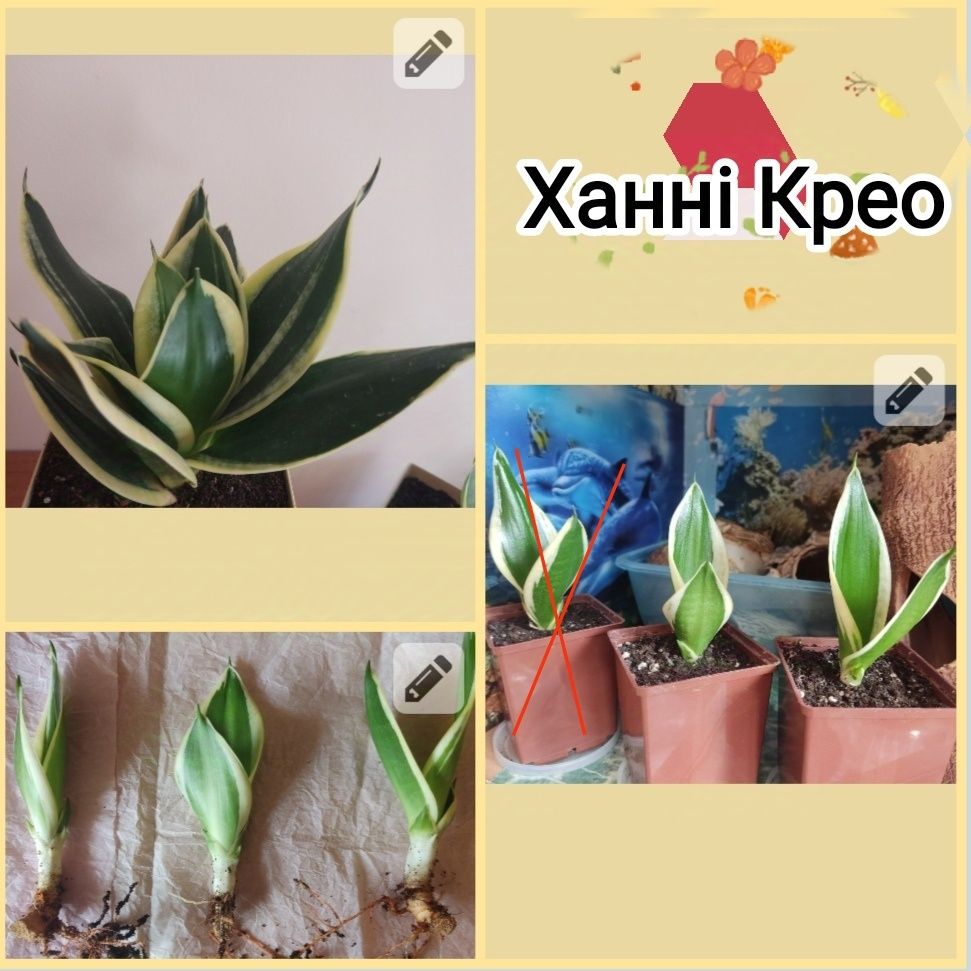 Сансевієрія Ханні Крео,Ехеверія,Адроміскус,Криптантус