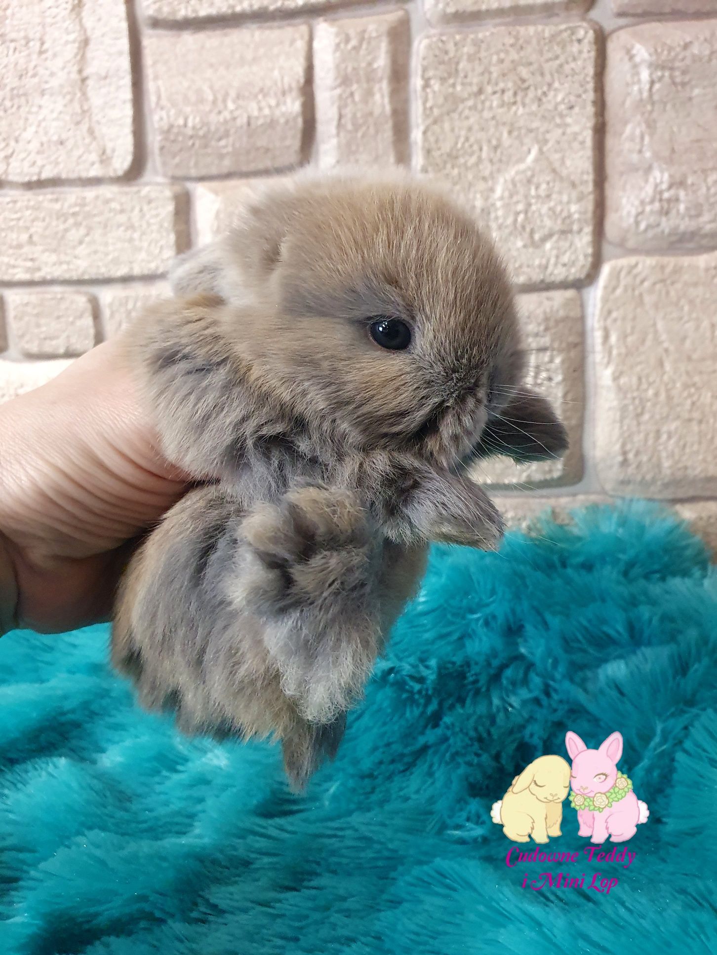 Karzełki Teddy I Mini Lop