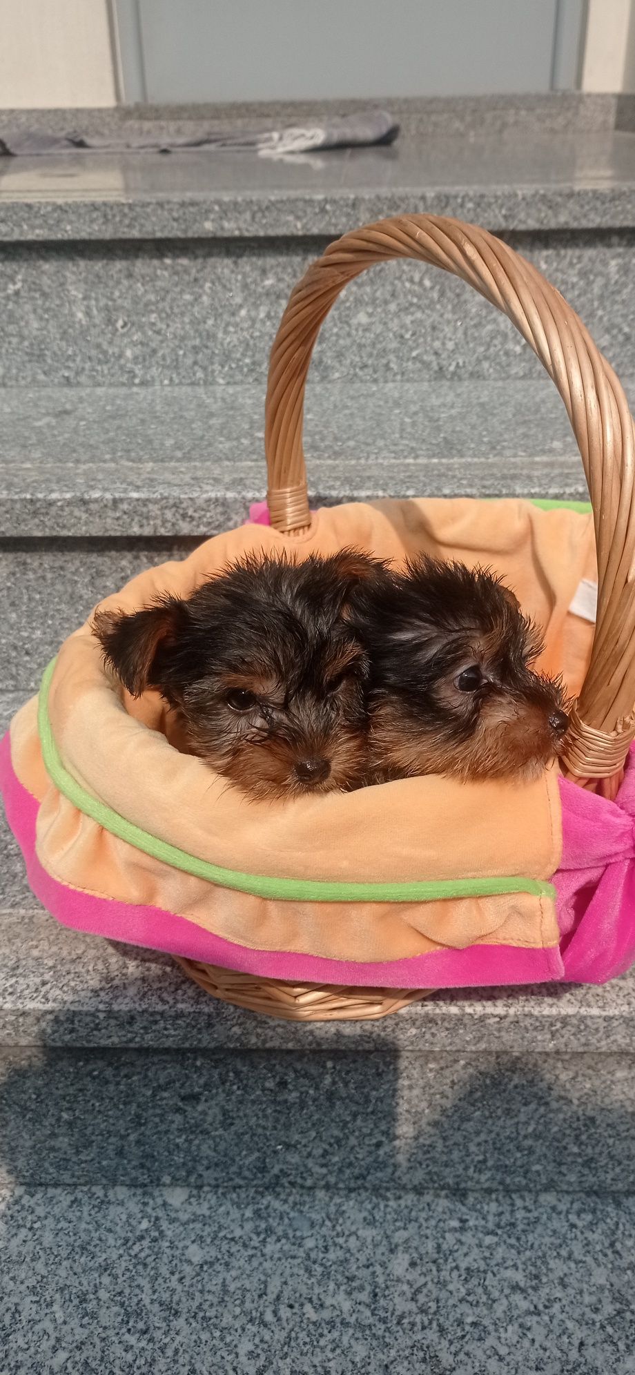 Yorkshire Terrier macho